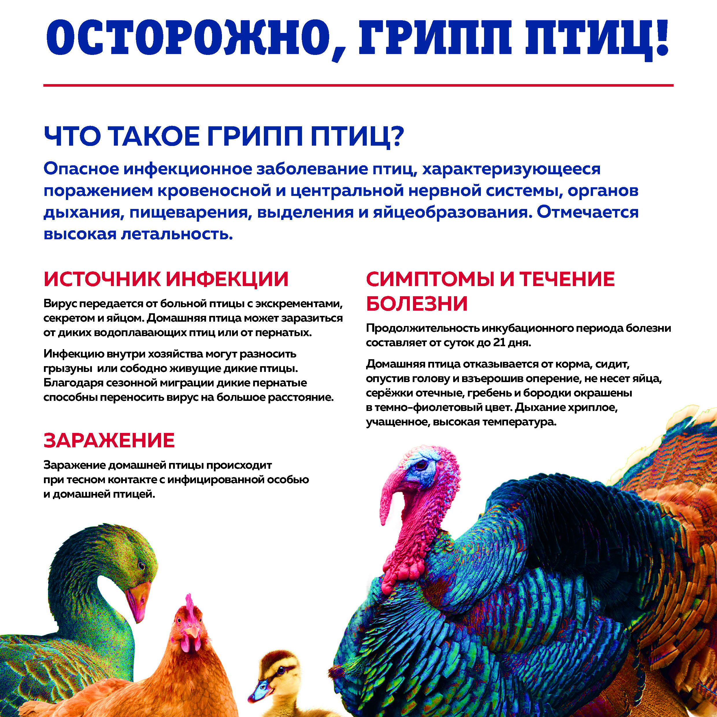 Осторожно: грипп птиц!.